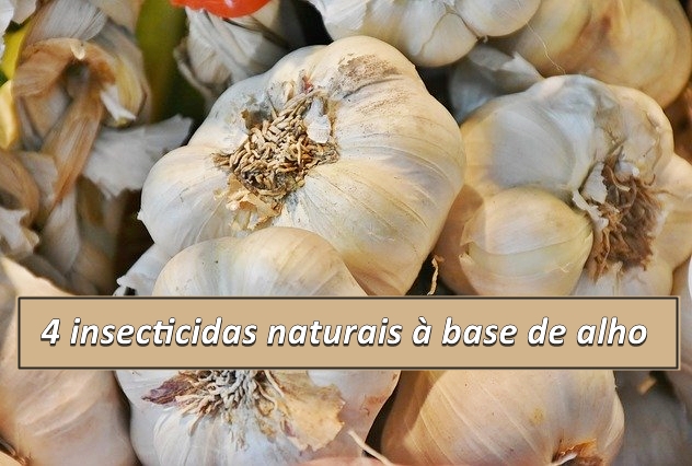 Outras ervas e ingredientes que complementam a receita - inspiração 2