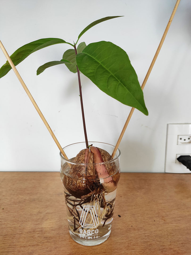 O Substrato Ideal: Um Berço Nutritivo para Germinar - inspiração 2