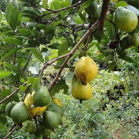 Semeadura Estratégica: Onde e Como Plantar - inspiração 2