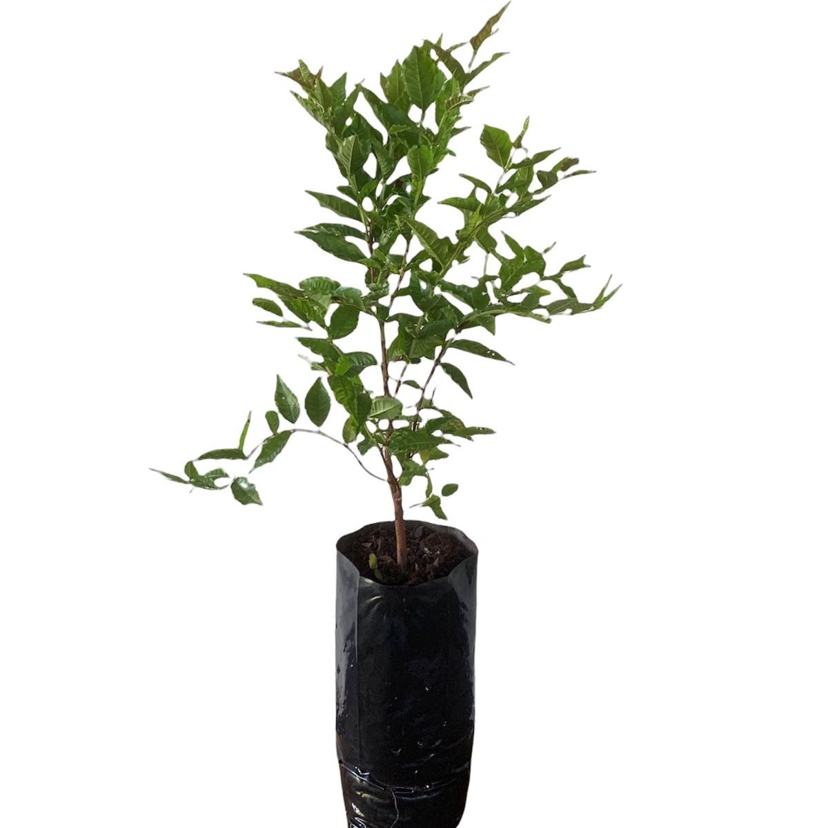 A Importância da Umidade e Temperatura na Germinação - inspiração 2