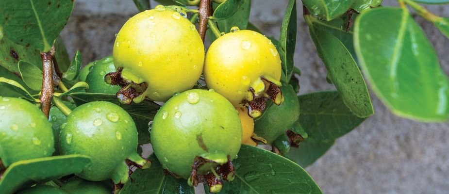 Paciência e Observação: O Que Esperar nos Primeiros Dias - inspiração 1