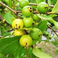 Identificando as Mudas Saudáveis: Sinais de um Bom Desenvolvimento - inspiração 1