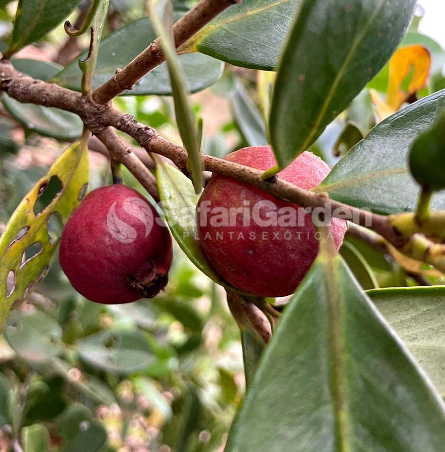 O Transplante Cuidadoso: Dando Espaço para Crescer - inspiração 1