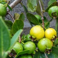 O Transplante Cuidadoso: Dando Espaço para Crescer - inspiração 2