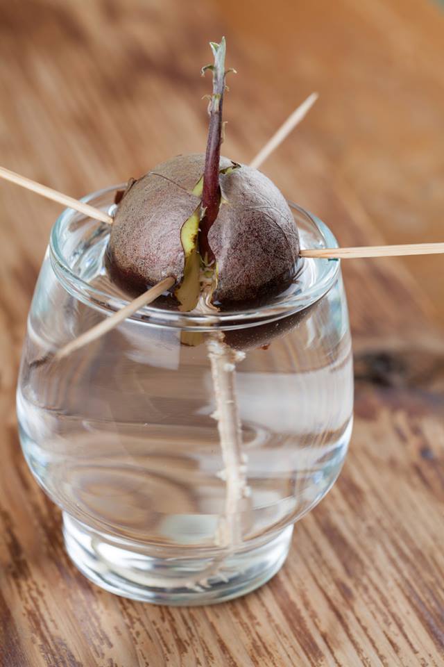 Cuidados Pós-Transplante: Nutrição e Proteção Essenciais - inspiração 2