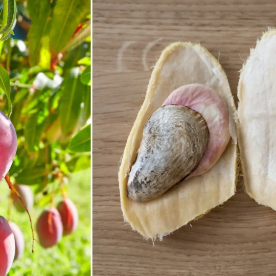 Seleção do Caroço Ideal: O Primeiro Passo Para o Sucesso - inspiração 1