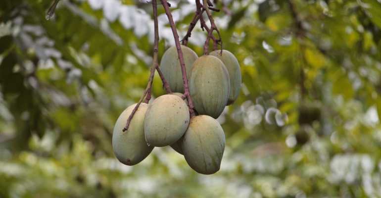 O Transplante para o Vaso Maior: Dando Espaço Para o Desenvolvimento - inspiração 1