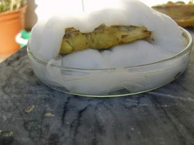 Preparando o Terreno: Limpeza e Higienização do Caroço - inspiração 1