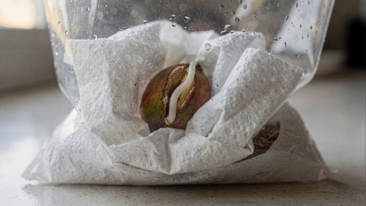 Preparando o Terreno: Limpeza e Higienização do Caroço - inspiração 2