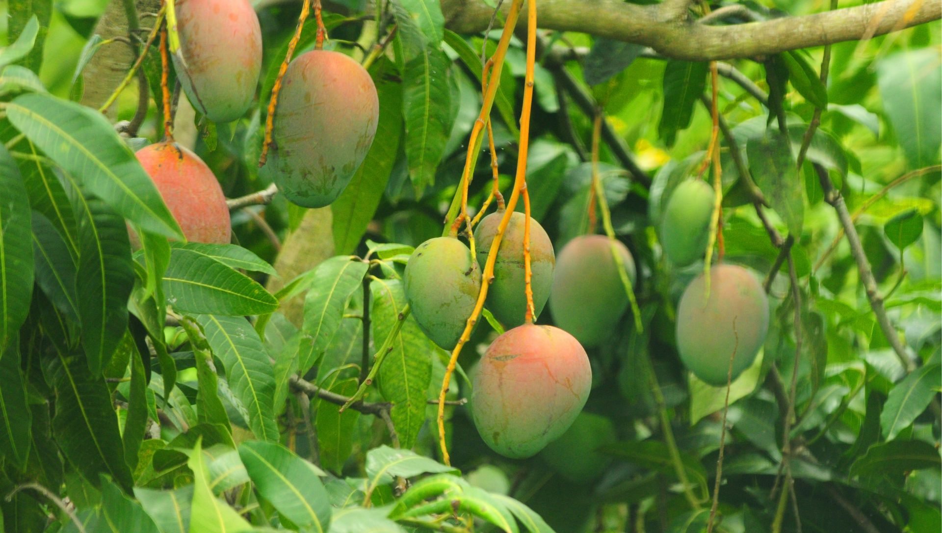 A Arte de Descascar: Acesso Direto ao Coração da Semente - inspiração 2