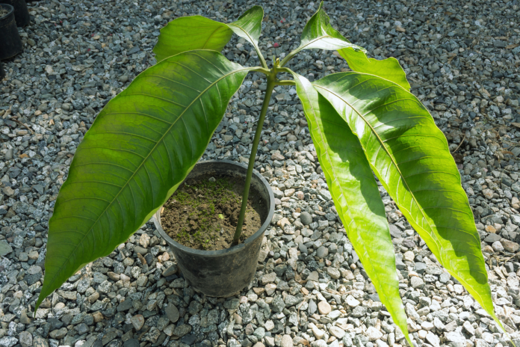 Proteção e Aconchego: O Ambiente Ideal Para Crescer - inspiração 1