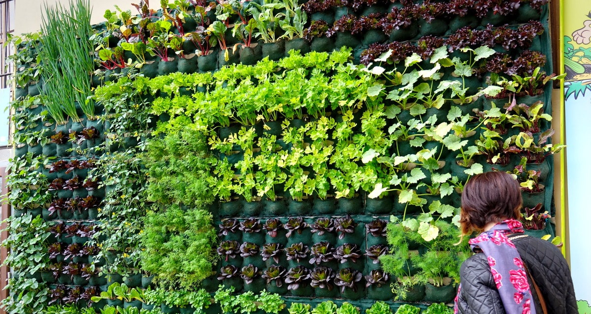 Técnicas de plantio para otimizar espaço e crescimento - inspiração 1