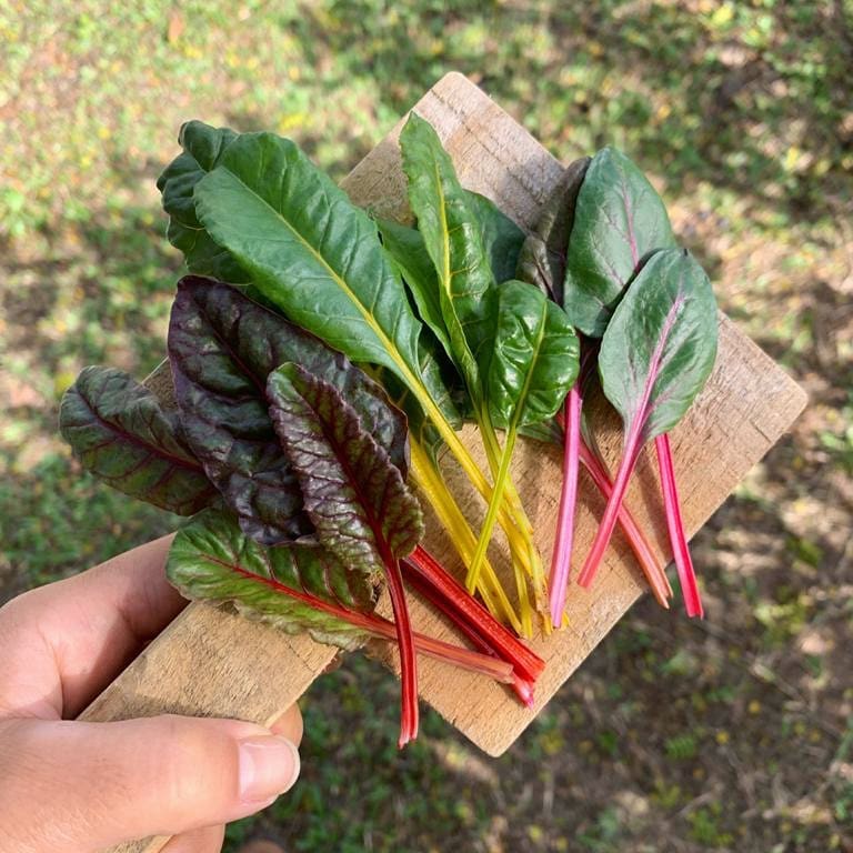 Rega: Frequência e Quantidade para Raízes Saudáveis - inspiração 1