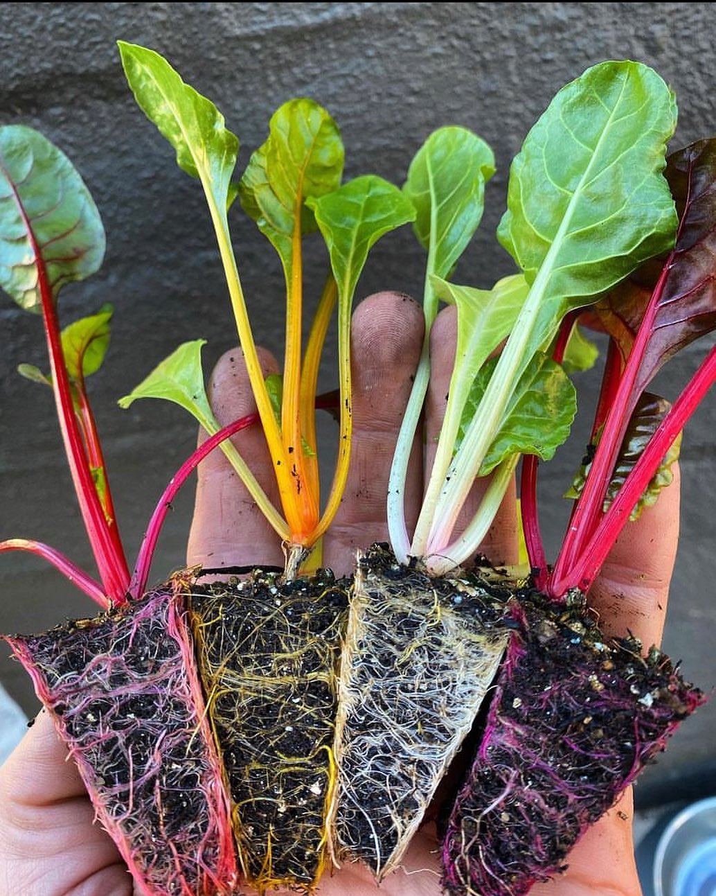 Luz Solar: A Necessidade Diária da Sua Acelga - inspiração 1