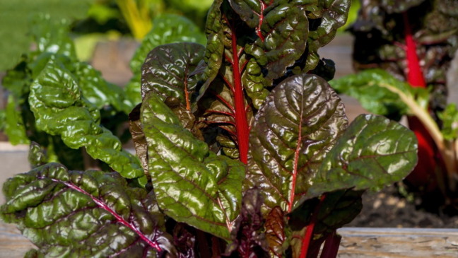 Luz Solar: A Necessidade Diária da Sua Acelga - inspiração 2