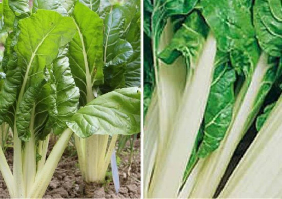 Adubação: Nutrição Essencial para o Crescimento - inspiração 1