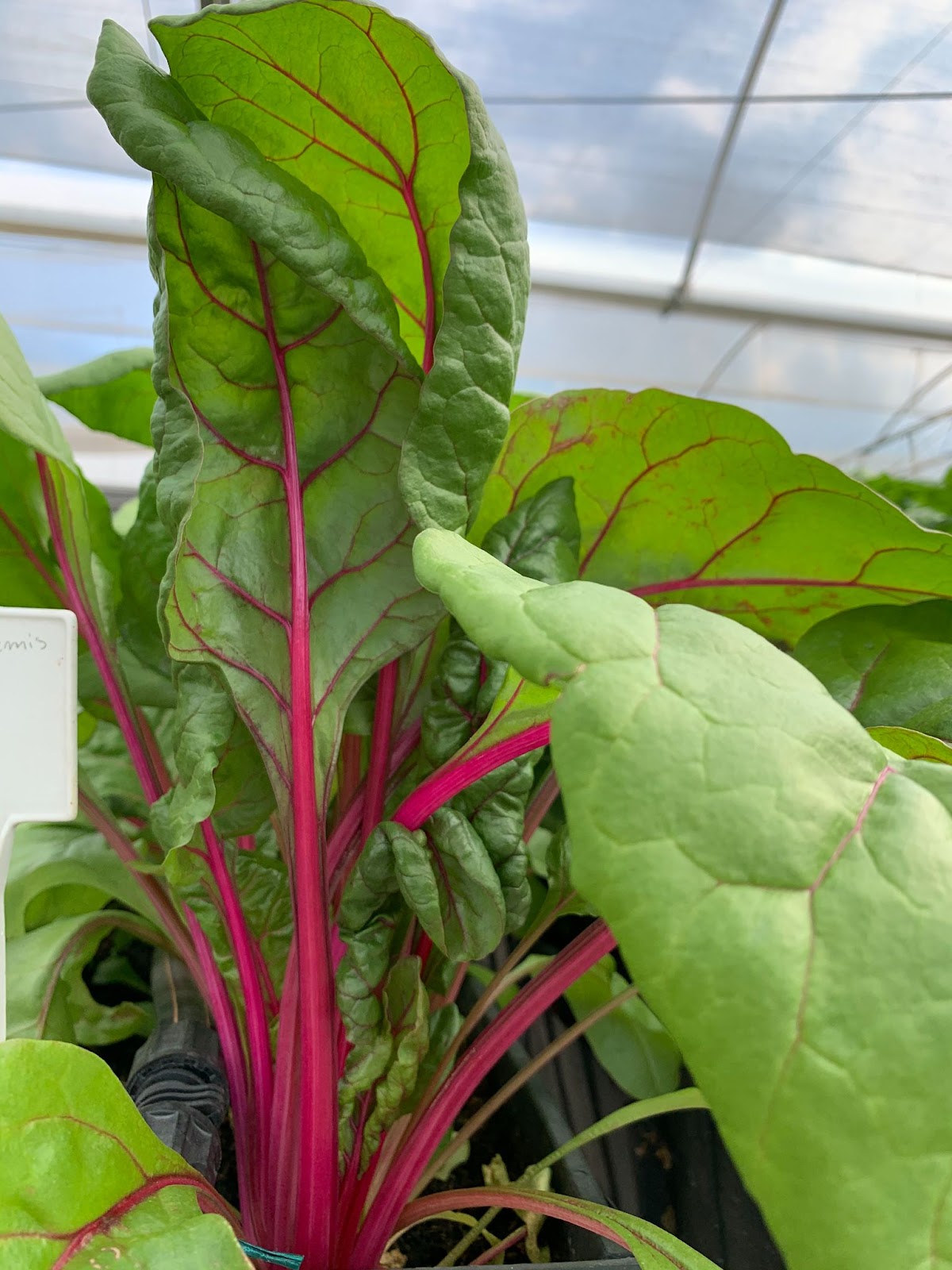 Adubação: Nutrição Essencial para o Crescimento - inspiração 2