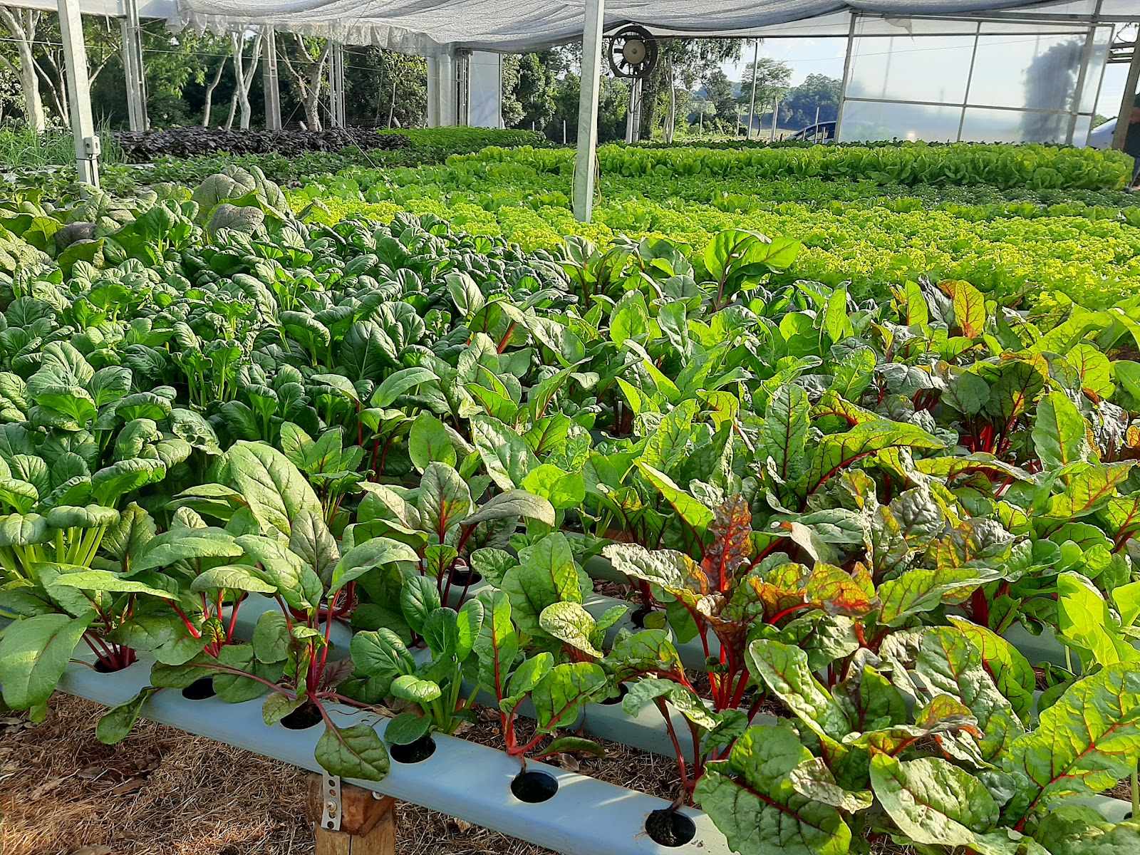 O Momento Certo para a Colheita - inspiração 1