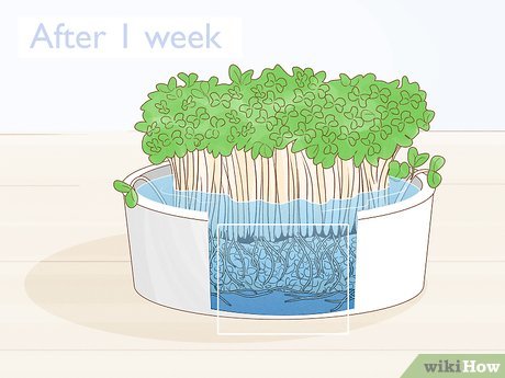 Escolha do Vaso Ideal: O Segredo Começa na Base - inspiração 2