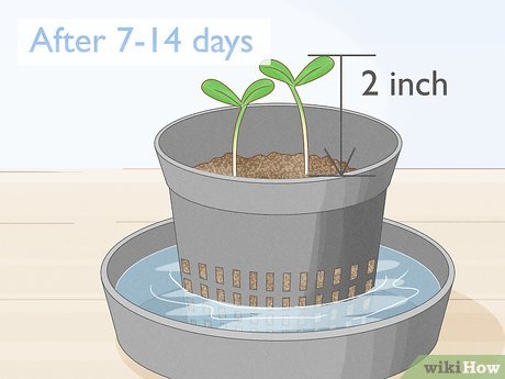 Problemas Comuns e Soluções Rápidas: Mantenha Seu Agrião Saudável - inspiração 1