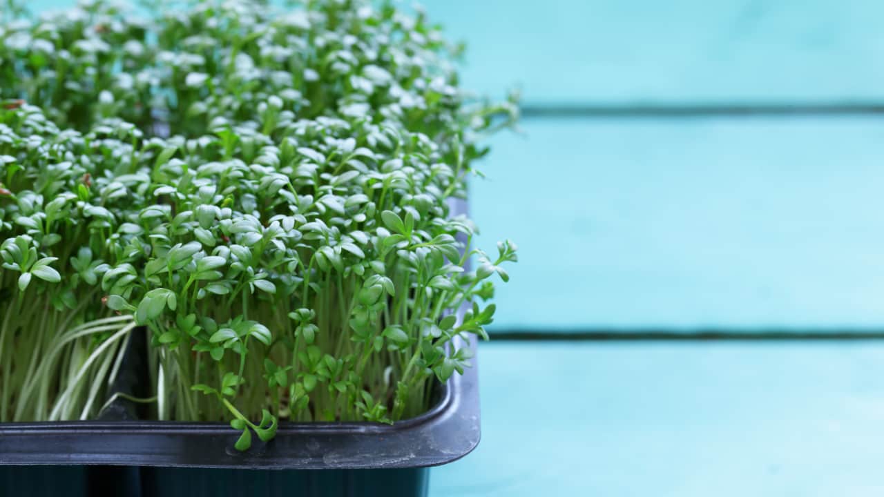 Problemas Comuns e Soluções Rápidas: Mantenha Seu Agrião Saudável - inspiração 2