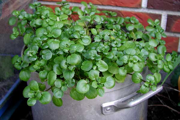 Sementes ou Mudas: Qual o Melhor Caminho para Você? - inspiração 1