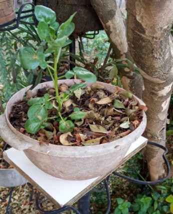 O Plantio Correto: Detalhes que Fazem a Diferença - inspiração 2