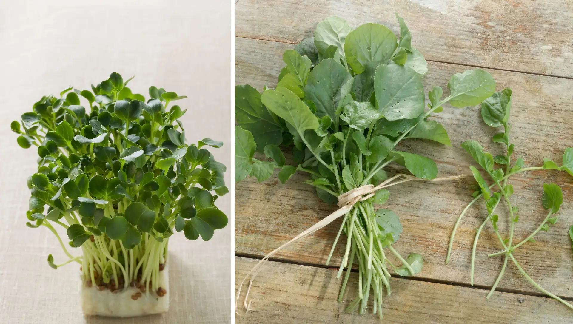 A Importância da Água: Mantenha a Umidade na Medida Certa - inspiração 2