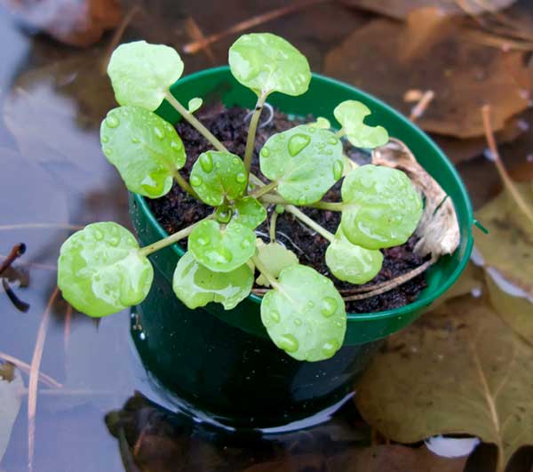 Luz Solar: O Sol Amigo do Seu Agrião - inspiração 2