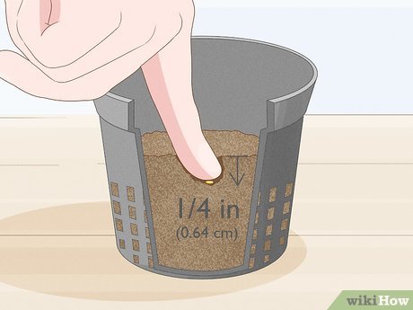 Proteção Contra Pragas: Defenda Seu Cultivo de Forma Natural - inspiração 1