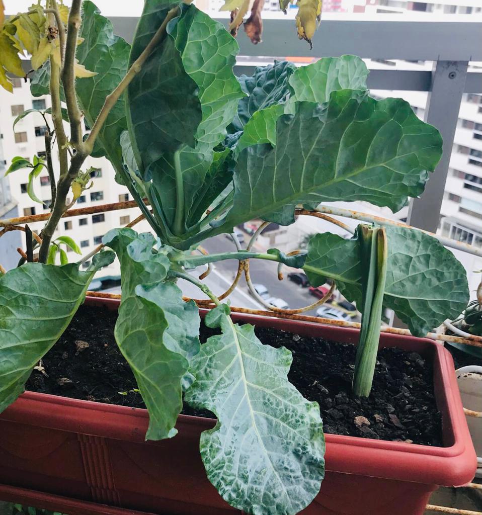 Proteção Contra Pragas: Defenda Seu Cultivo de Forma Natural - inspiração 2