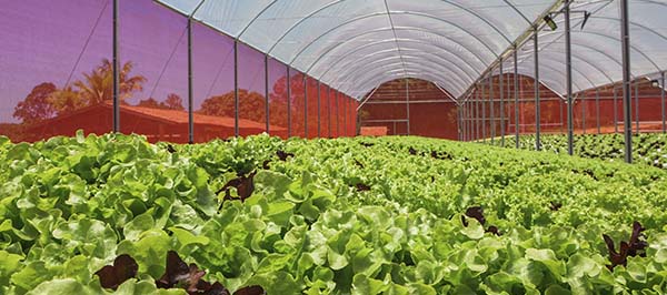 O Ambiente Ideal: Luz, Temperatura e Ventilação - inspiração 2