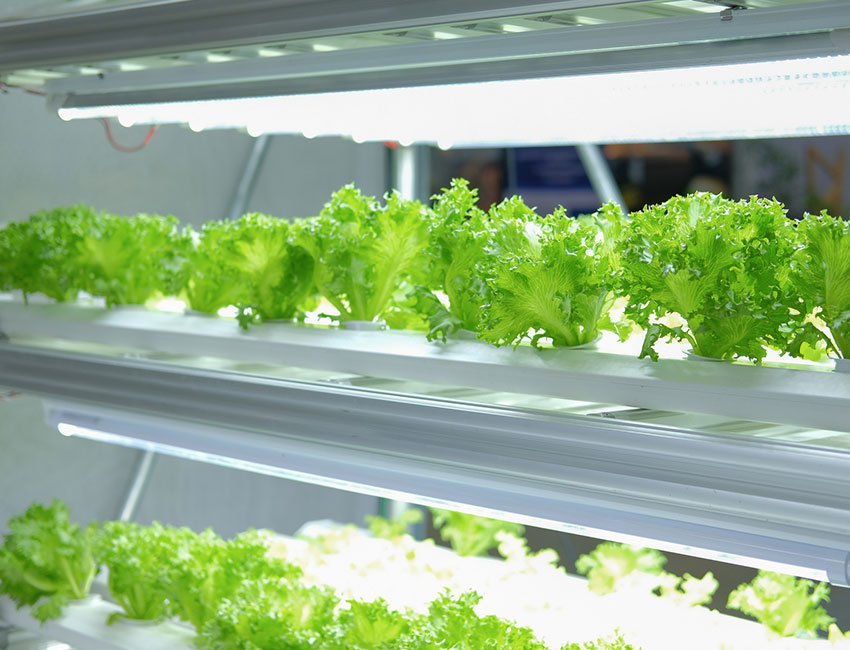 O Ponto de Partida: Preparando suas Mudas - inspiração 1