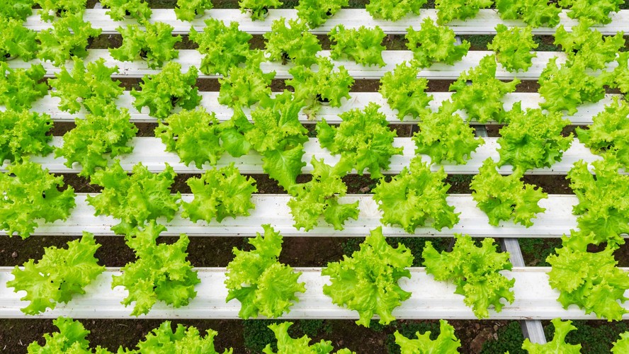 O Transplante Delicado: Levando a Muda para o Sistema - inspiração 1