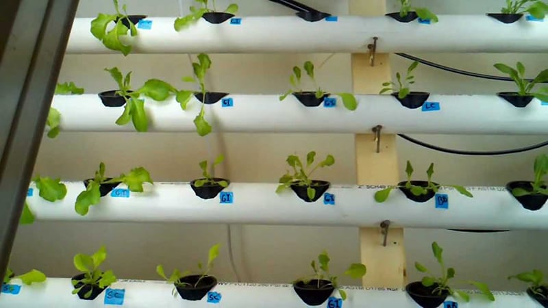 O Transplante Delicado: Levando a Muda para o Sistema - inspiração 2