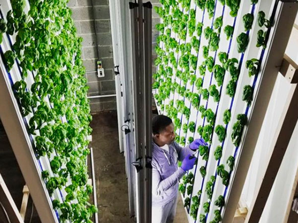 Atenção Constante: Monitorando Níveis de pH e EC - inspiração 1