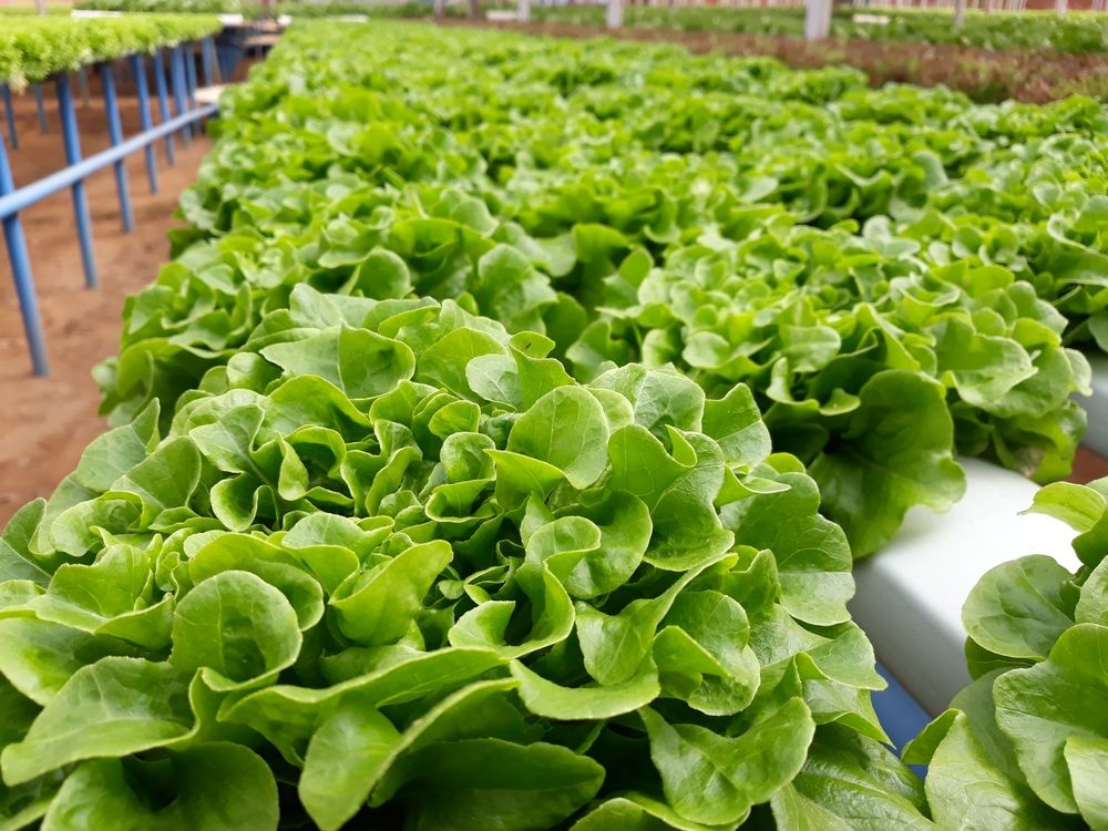 Atenção Constante: Monitorando Níveis de pH e EC - inspiração 2