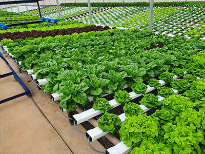 Pragas e Doenças: Prevenção e Soluções Naturais - inspiração 1