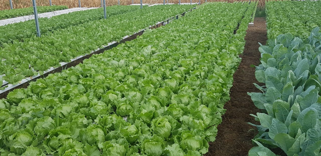 A Colheita na Hora Certa: Sabor Fresco no Seu Prato - inspiração 1