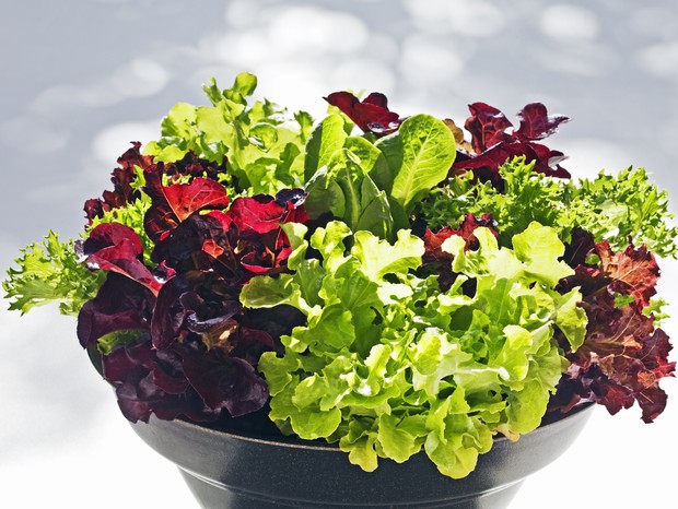 Cuidados Pós-Colheita: Mantendo a Alface Fresca por Mais Tempo - inspiração 1