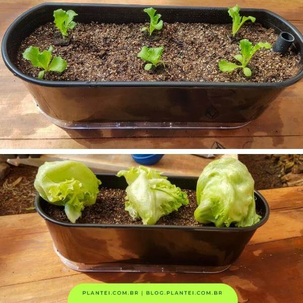 Como Plantar: Sementes ou Mudas, Qual a Melhor Opção para Você? - inspiração 2