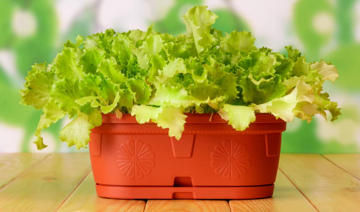 O Poder da Luz Solar: Quantas Horas e Qual Intensidade? - inspiração 2