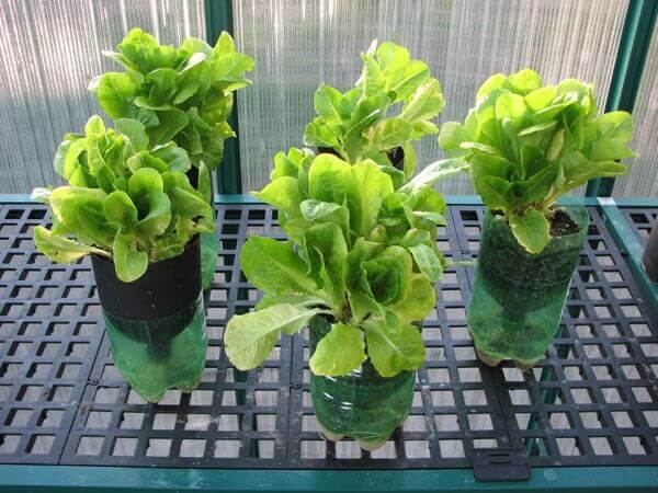 Rega Consciente: Evitando Excesso e Falta de Água - inspiração 1