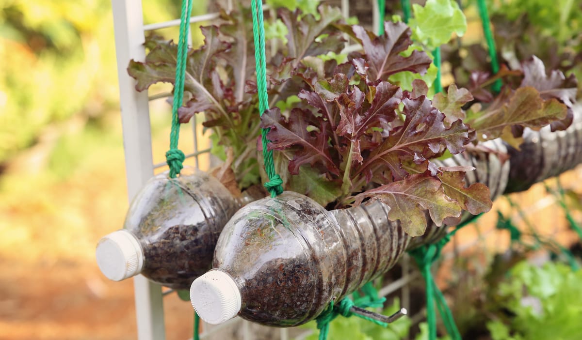 Adubação Estratégica: Nutrientes Essenciais para o Crescimento - inspiração 1