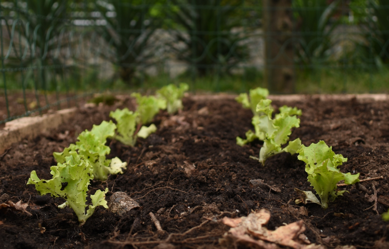 Adubação Estratégica: Nutrientes Essenciais para o Crescimento - inspiração 2