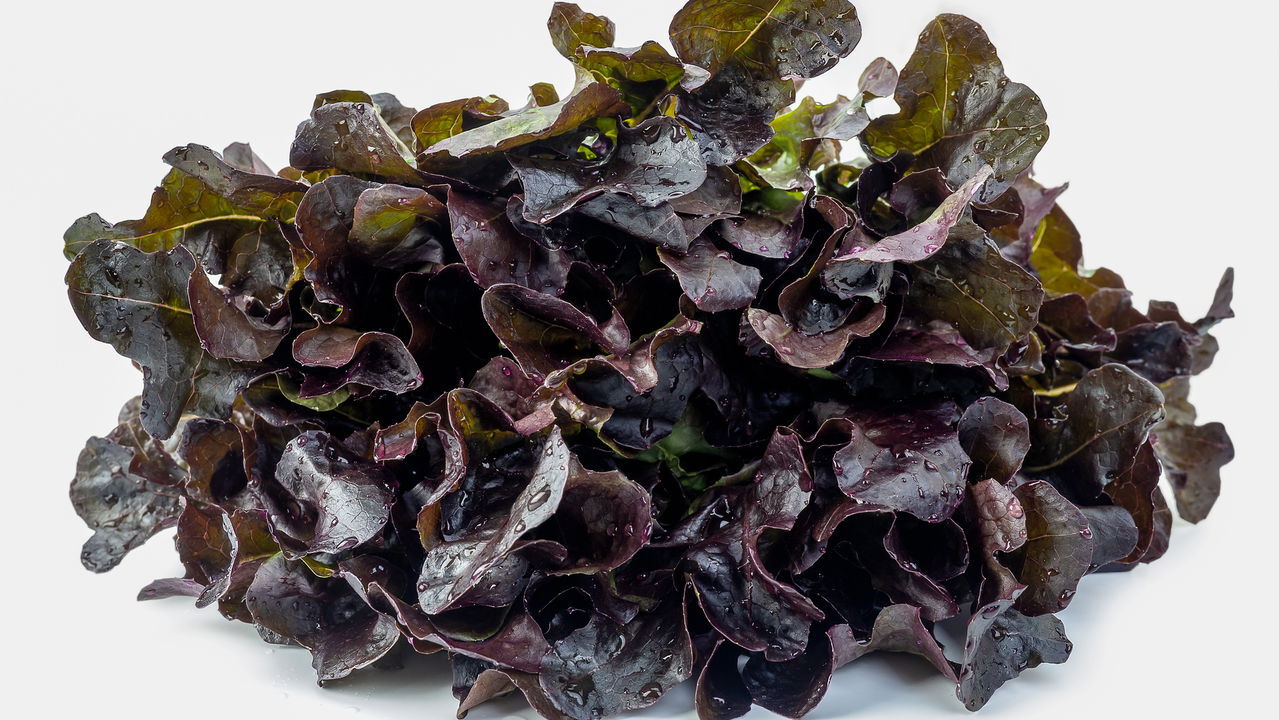 Colheita no Ponto Certo: Saboreando os Frutos do Seu Trabalho - inspiração 2