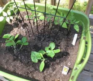 Preparando a Terra: Um Berço Nutritivo para Seus Amendoins - inspiração 1