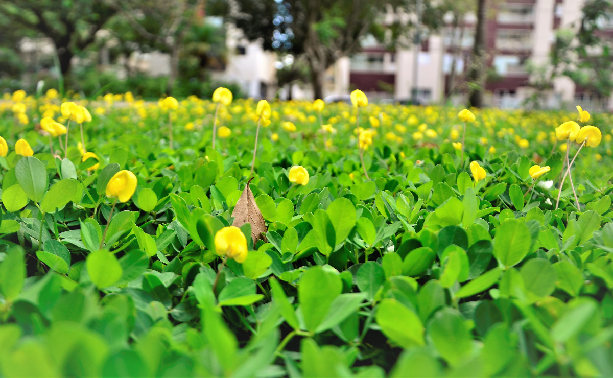 Preparando a Terra: Um Berço Nutritivo para Seus Amendoins - inspiração 2