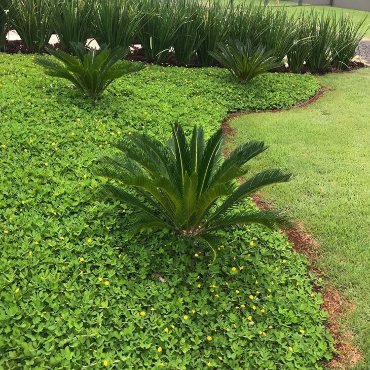 Adubação Estratégica: Alimento Essencial para o Crescimento - inspiração 2