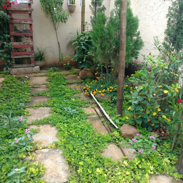 Manejo de Pragas e Doenças: Prevenção é o Melhor Remédio - inspiração 1